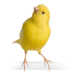 Canary Sounds and Singing