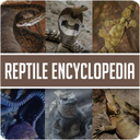 Animal Encyclopedia of Reptile