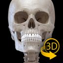 Skeleton | 3D Anatomy