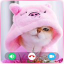 Cat Fake Video Call Cat Game