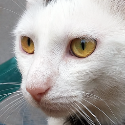 Cat Sounds