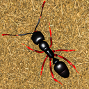 Ant insect simulator Fire ant kingdom