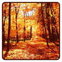 Autumn Wallpaper
