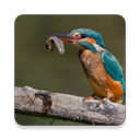 Birds Of Europe Guide