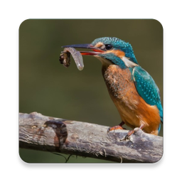 Birds Of Europe Guide