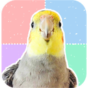 Cockatiel