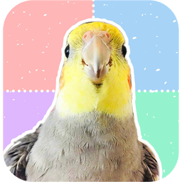 Cockatiel