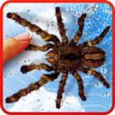 Spider, live wallpaper