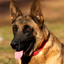 Belgian Malinois