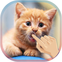 Magic Touch Cat Live WallPaper