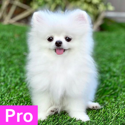 Pomeranian Dog Wallpaper Pro