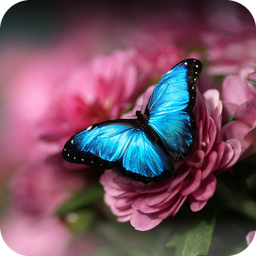 Blue Butterfly Theme