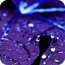 Blue Leaf Water Drop Theme HD