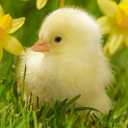 Cute Animal Wallpapers