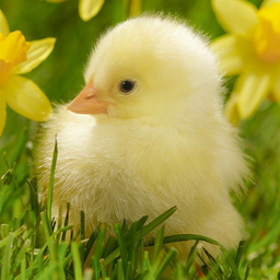 Cute Animal Wallpapers