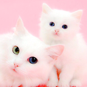 Cute Cat Wallpaper HD 🐱