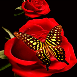 Red Roses Butterfly LWP