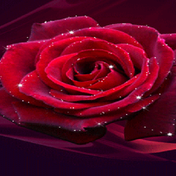 Red Rose Shine LWP