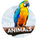 Animals Wallpapers for phone