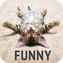 Funny wallpapers