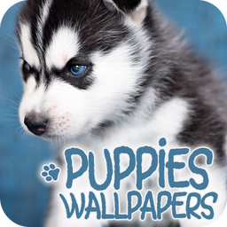 Puppies Wallpapers in 4K