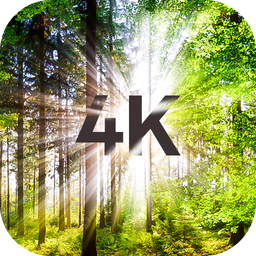 Trees Wallpapers in 4K