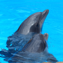 Dolphins - Sound to relax
