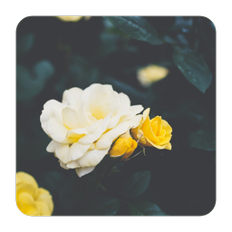 flowerwallpaper | تصاویر زمینه گل