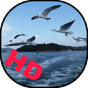 پرواز شگفت انگیز پرندگان( زنده )HD