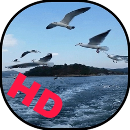 پرواز شگفت انگیز پرندگان( زنده )HD