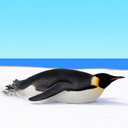 Flying penguin