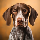 German Shorthaired Pointer Sim