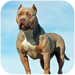 Pitbull Dog Simulator