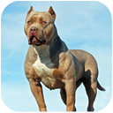 Pitbull Simulator