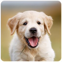 Dog Sounds
