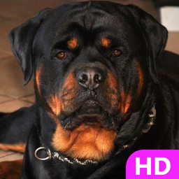 Rottweiler Dog Wallpaper HD 4k