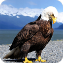 Eagle Full HD Wallpaper