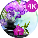 Wallpapers with flowers in 4K