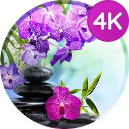 Wallpapers with flowers in 4K