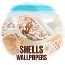 Wallpapers with shells in 4K