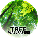 Wallpapers with trees 4K