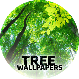 Wallpapers with trees 4K