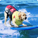 Dog Surfing Championship California 2019