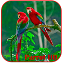 Parrots HD Live Wallpaper