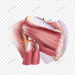 آناتومی اندام فوقانی (آکلند)