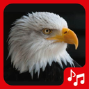 Eagle sounds, ringtones.