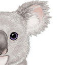 Cute Koala Wallpapers  Art