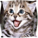 Cats Wallpapers