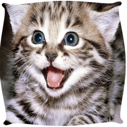 Cats Wallpapers
