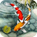 Fish Live Wallpaper free: Koi Fish Backgrounds HD